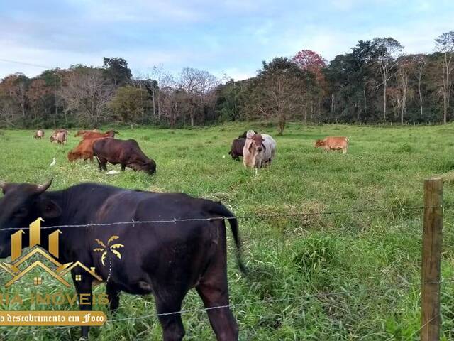 #86 - Chácara para Venda em Itajuípe - BA - 1